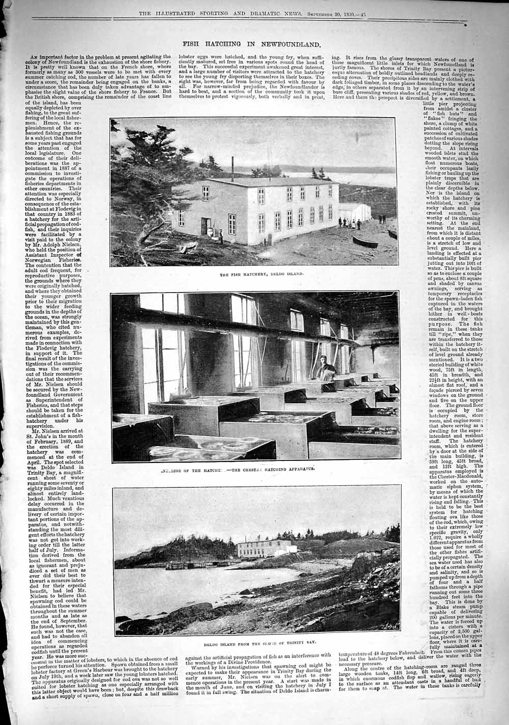 Original Old Antique Print 1890 Fish Hatchery Deldo Island Trinity Newfoundland