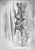 Original Old Antique Print 1890 Striding Gallop Huntsment Horses Sport Country