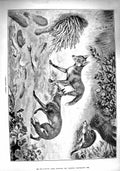 Original Old Antique Print 1890 Something Wrong Wild Foxes Lair Den Blocked