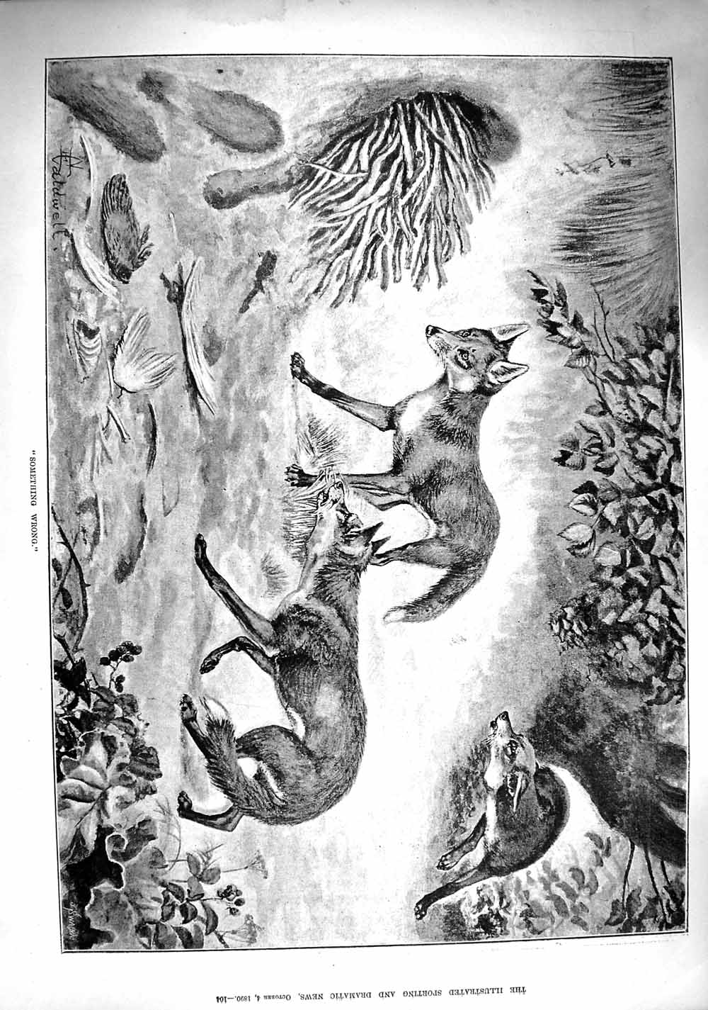 Original Old Antique Print 1890 Something Wrong Wild Foxes Lair Den Blocked