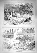 Original Old Antique Print 1890 Geese Fox Cub Ilex Swimming Club Veteran Race
