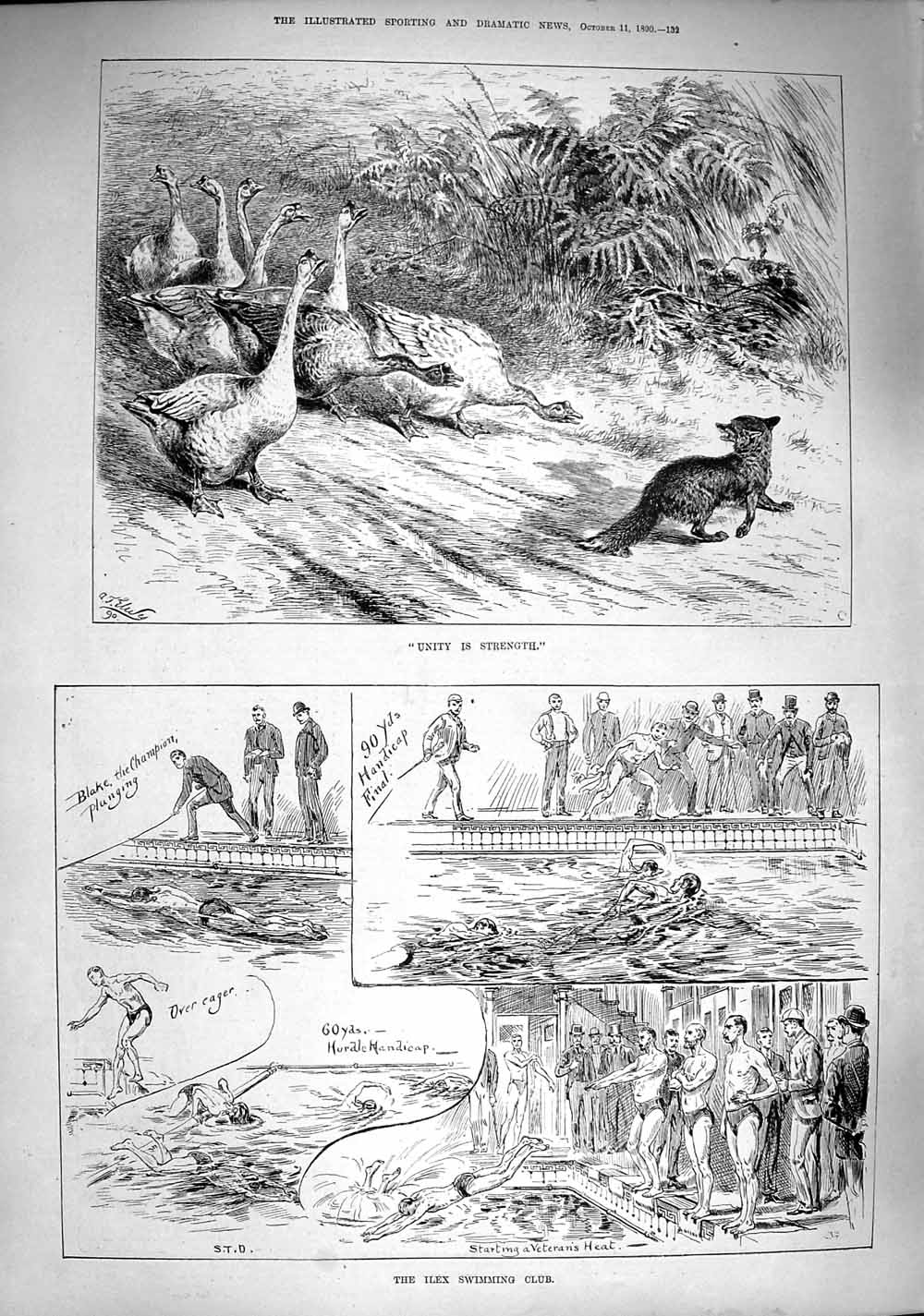 Original Old Antique Print 1890 Geese Fox Cub Ilex Swimming Club Veteran Race