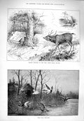 Old Antique Print 1890 Sambur Shooting Bab Buden Hills Mysore Wild Duck 19th