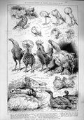 Old Antique Print 1890 Poultry Pigeon Rabbit Show Crystal Palace Animals 19th