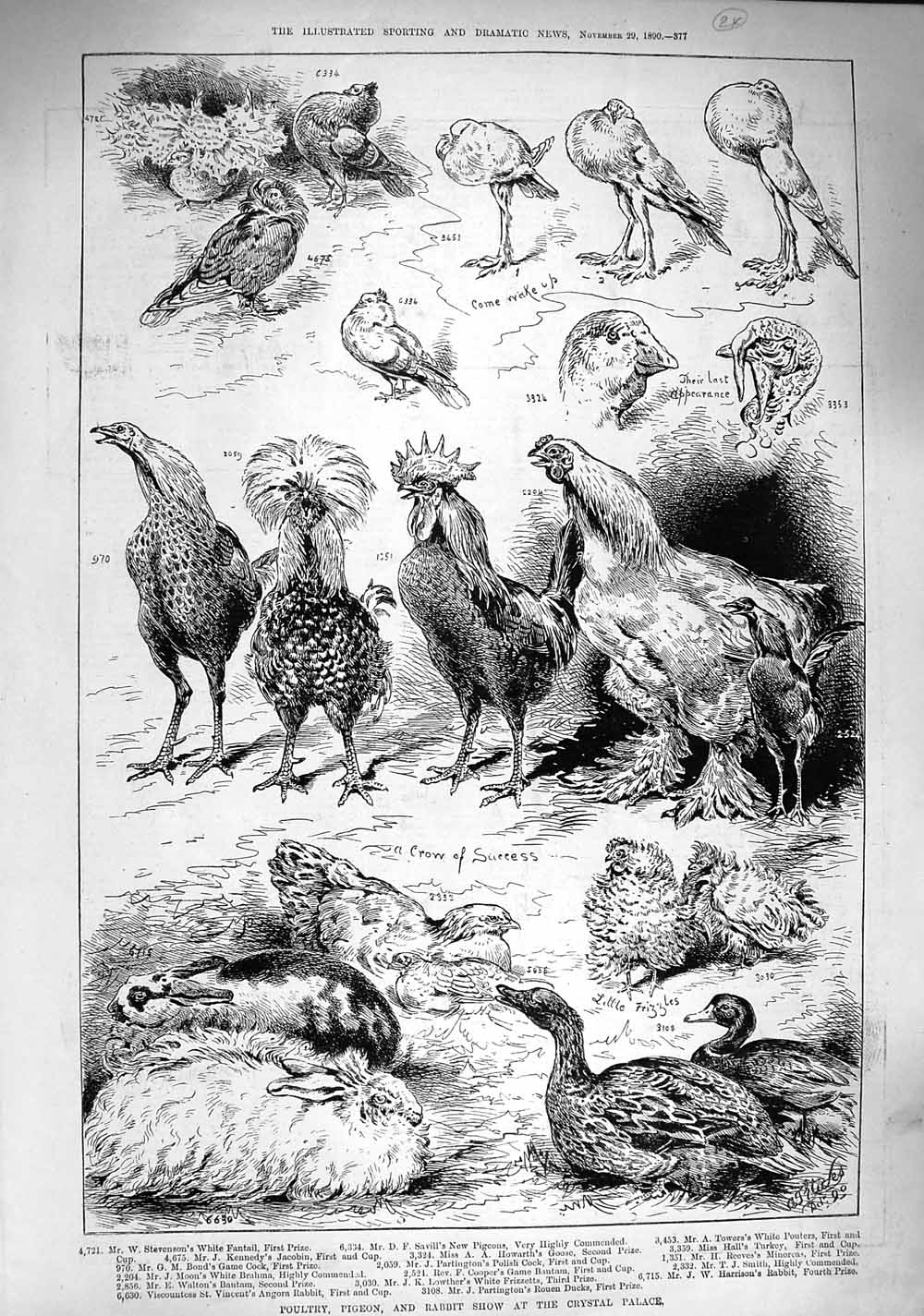 Old Antique Print 1890 Poultry Pigeon Rabbit Show Crystal Palace Animals 19th