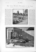 Old Antique Print 1900 Cecil Rhodes Zeebras Table Mountain Mosque Yildis 20th