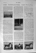 Old Antique Print 1900 Prince Wales Flying Fox Horse Millwall Bartholomew 20th