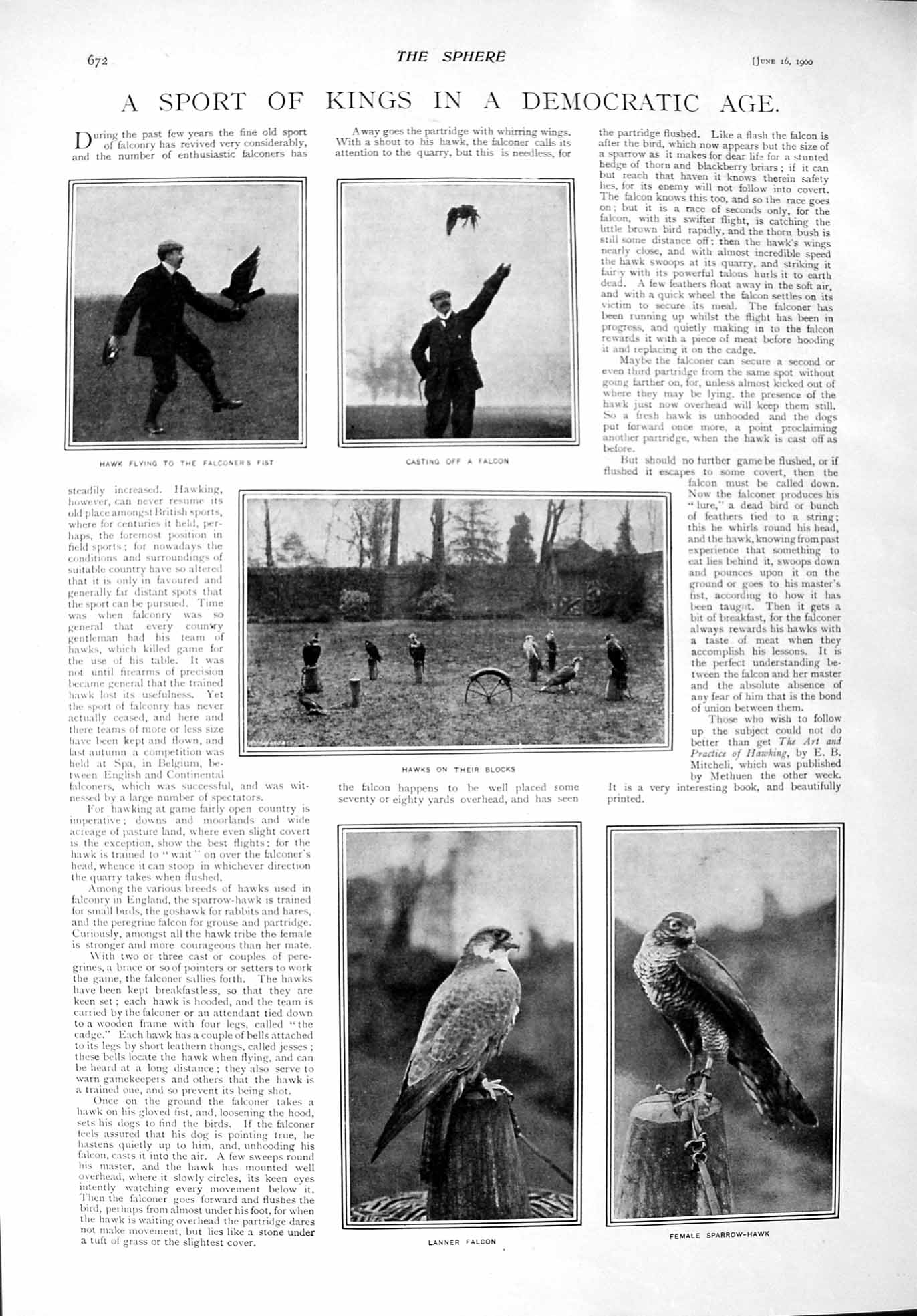 Original Old Antique Print 1900 Hawk Falcon Falconer Sparrow-Hawk Minna Wagner