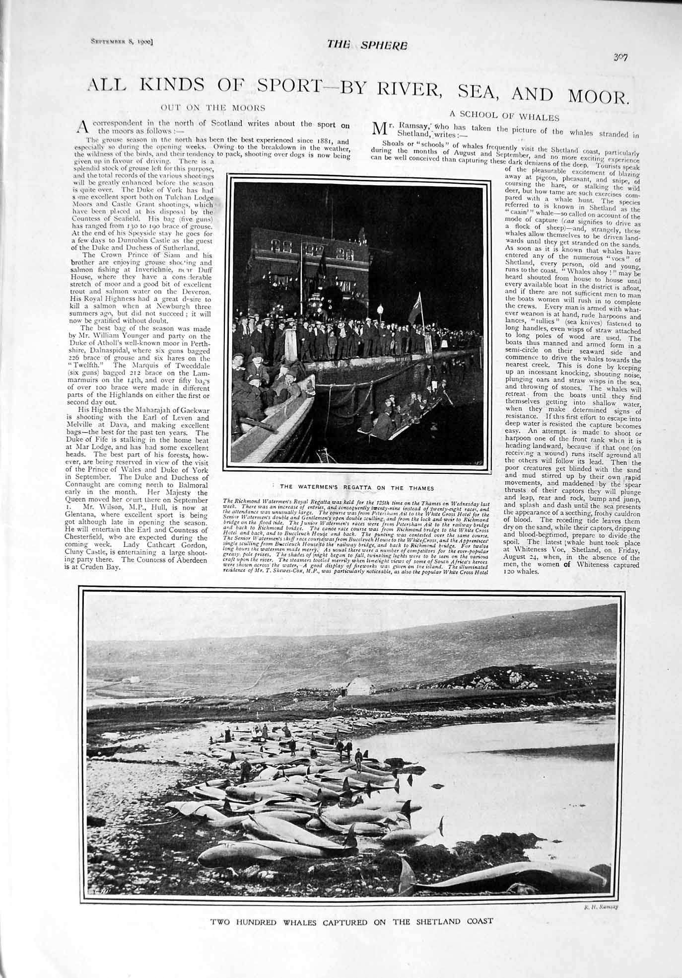 Old Antique Print 1900 Whales Shetland Regatta Thames Sidwick Laing Lawes 20th