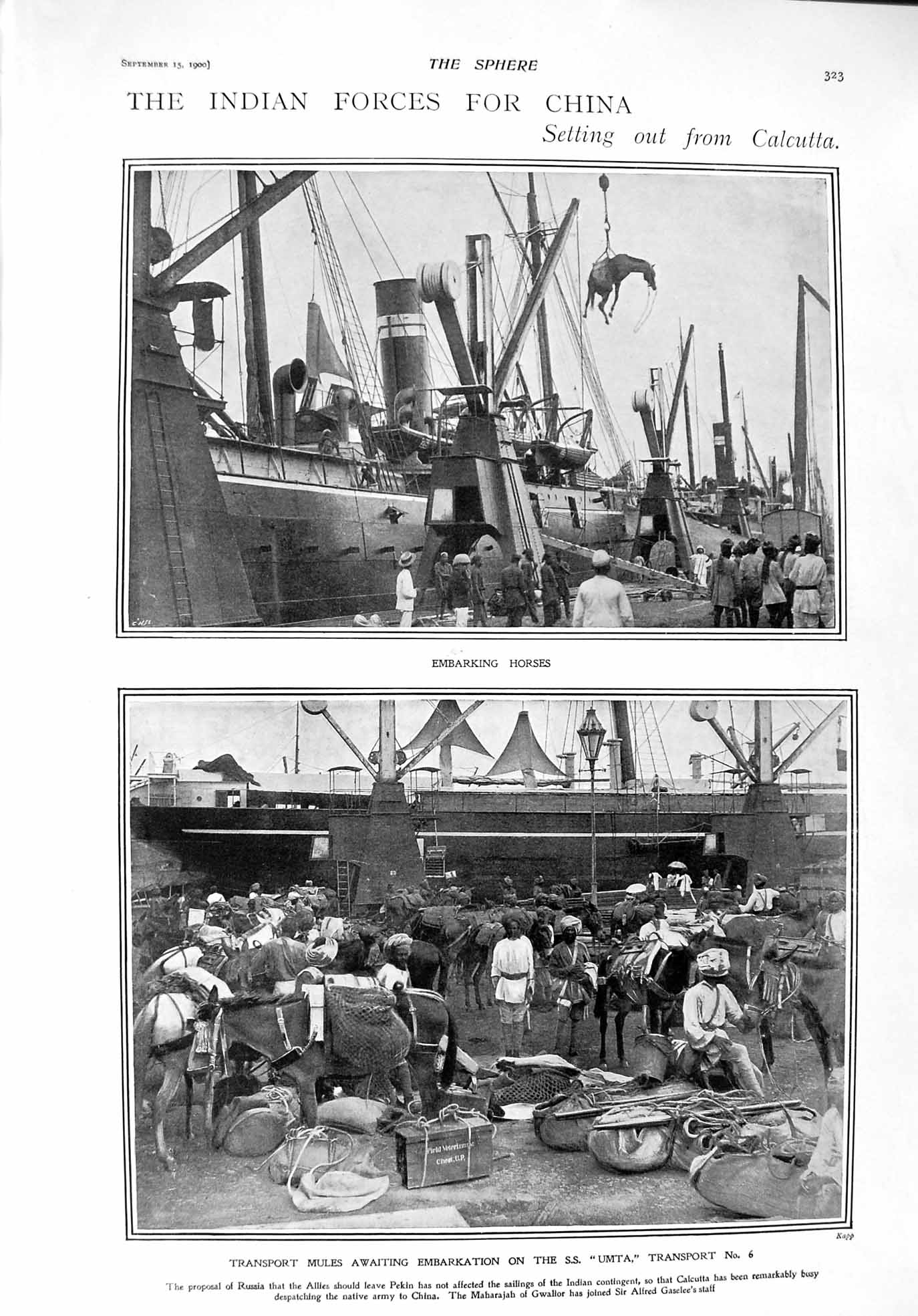 Original Old Antique Print 1900 Transport Mules Calcutta Ship Umta Yachts Clyde