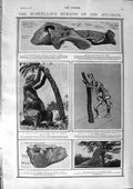 Original Old Antique Print 1900 Mylodon Archaeology Sloth Hauthal Clemens Twain