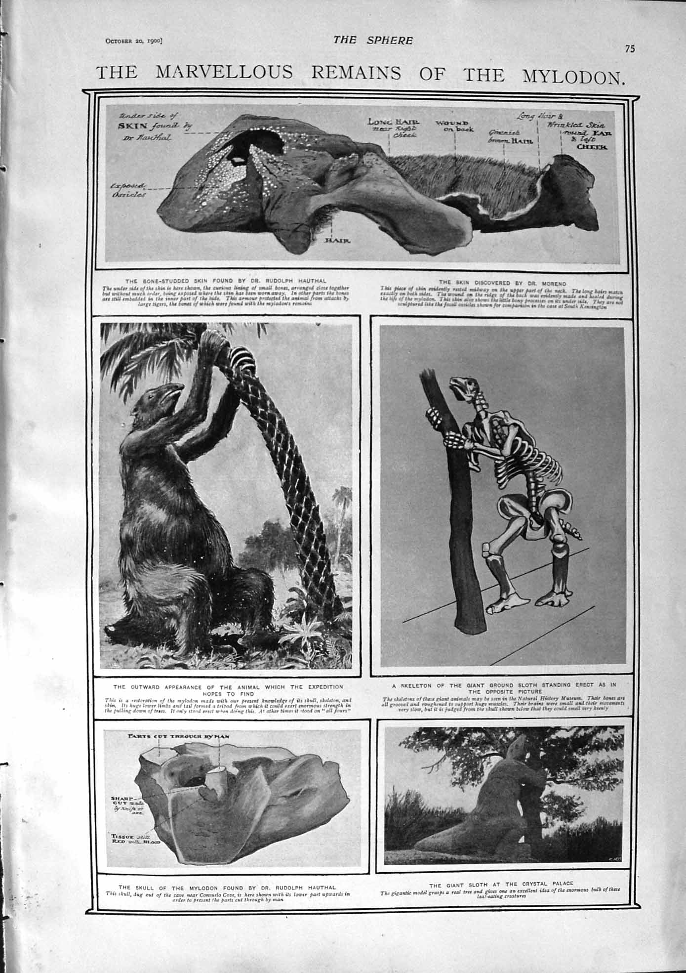 Original Old Antique Print 1900 Mylodon Archaeology Sloth Hauthal Clemens Twain