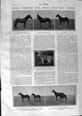 Old Antique Print 1900 Zebra Hybrid Remus Hector Don Carlos Duke Madrid 20th