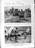 Original Old Antique Print 1901 British Siers Harvest Transvaal Burgher Blair