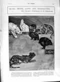 Old Antique Print 1901 Bears Tigers Lions Boarhounds Sawade Performance 20th
