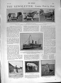 Old Antique Print 1901 Bath Show Drew Carol Sheep Zebra Lewis Boyle Mine 20th