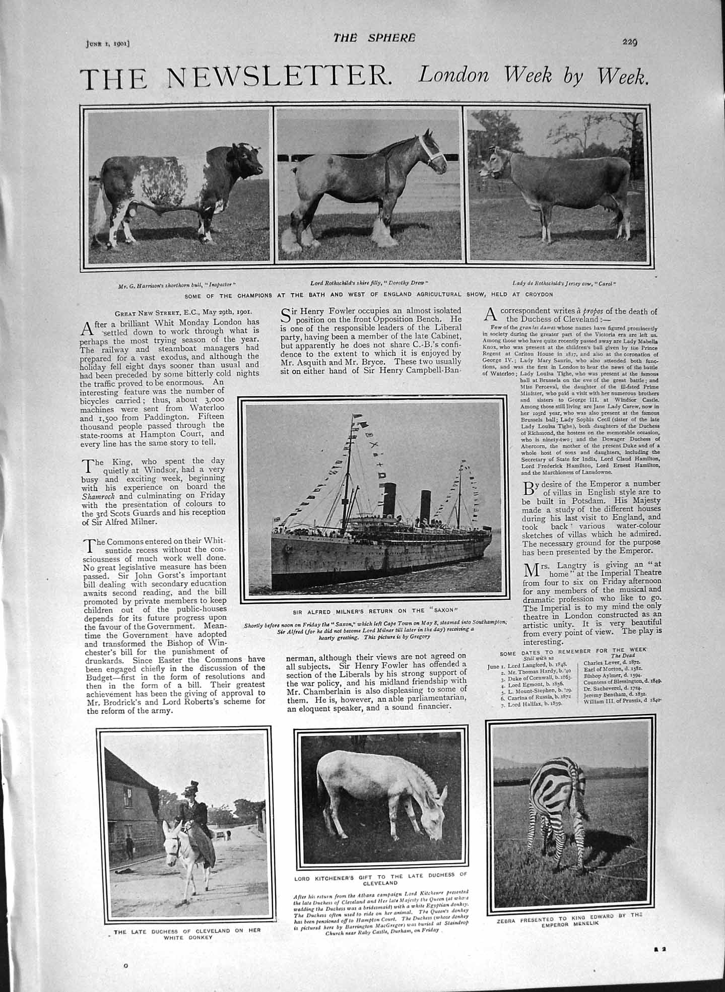 Old Antique Print 1901 Bath Show Drew Carol Sheep Zebra Lewis Boyle Mine 20th