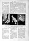 Old 1901 Duke Cornwall Hunting Canada Great Diver Hare Whistling Swan Victorian