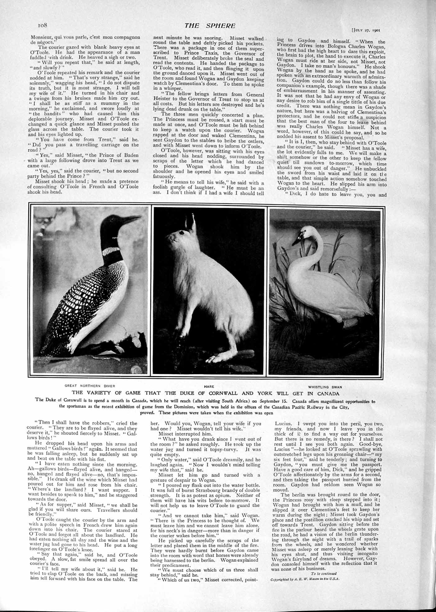 Old 1901 Duke Cornwall Hunting Canada Great Diver Hare Whistling Swan Victorian