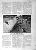 Old 1901 War French Dragoons Fording River Epernay Champagne Romance Victorian