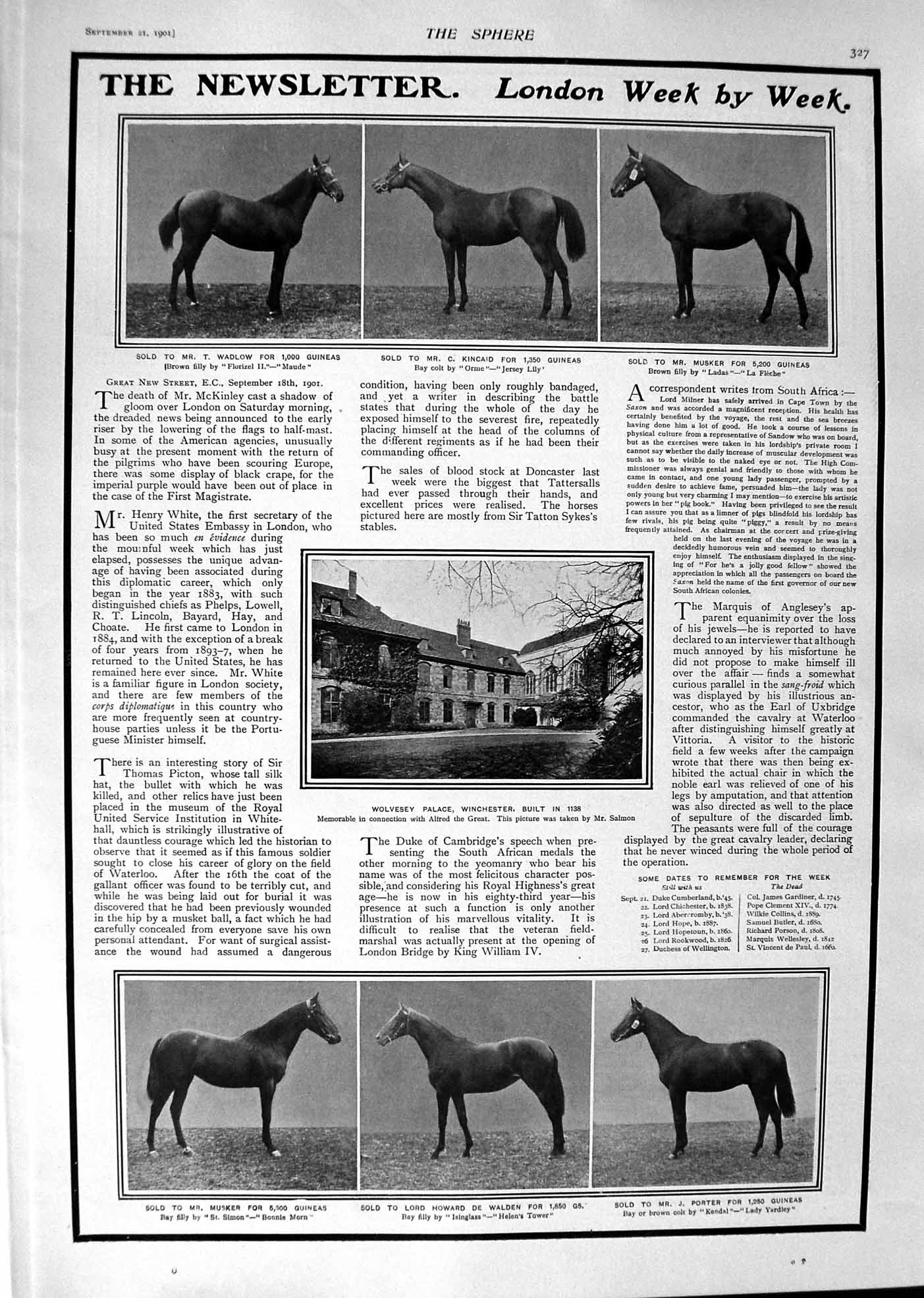 Old 1901 Wolvesey Palace Horses Wadlow Kincaid Musker Kendal Presiden Victorian