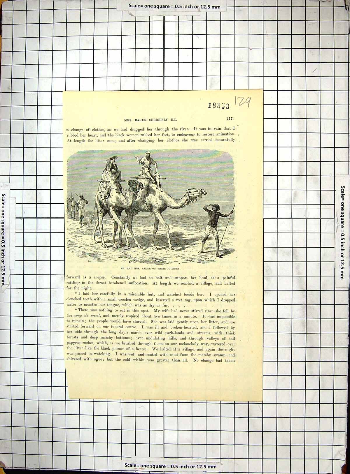 Original Old Antique Print Mr Baker Camels Journey Transport