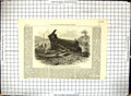 Old Antique Print Steam Boiler Explosion Bingley Effects Yorkshire 1869 19th