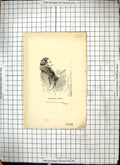 Original Old Antique Print Quack Doctor Patient Shakespear