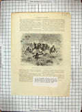 Original Old Antique Print Colonel Egerton Warburton English Explorer Australia