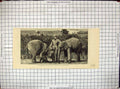 Original Old Antique Print Burmese Elephants Born Captivity Trainer Animals