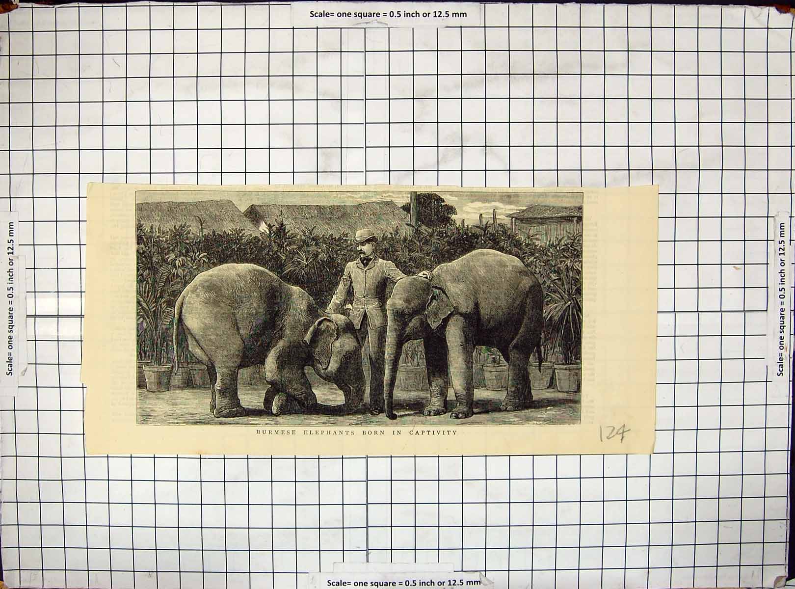Original Old Antique Print Burmese Elephants Born Captivity Trainer Animals