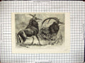 Old Antique Print Sable Antelope Africa Zoological Society Gardens London