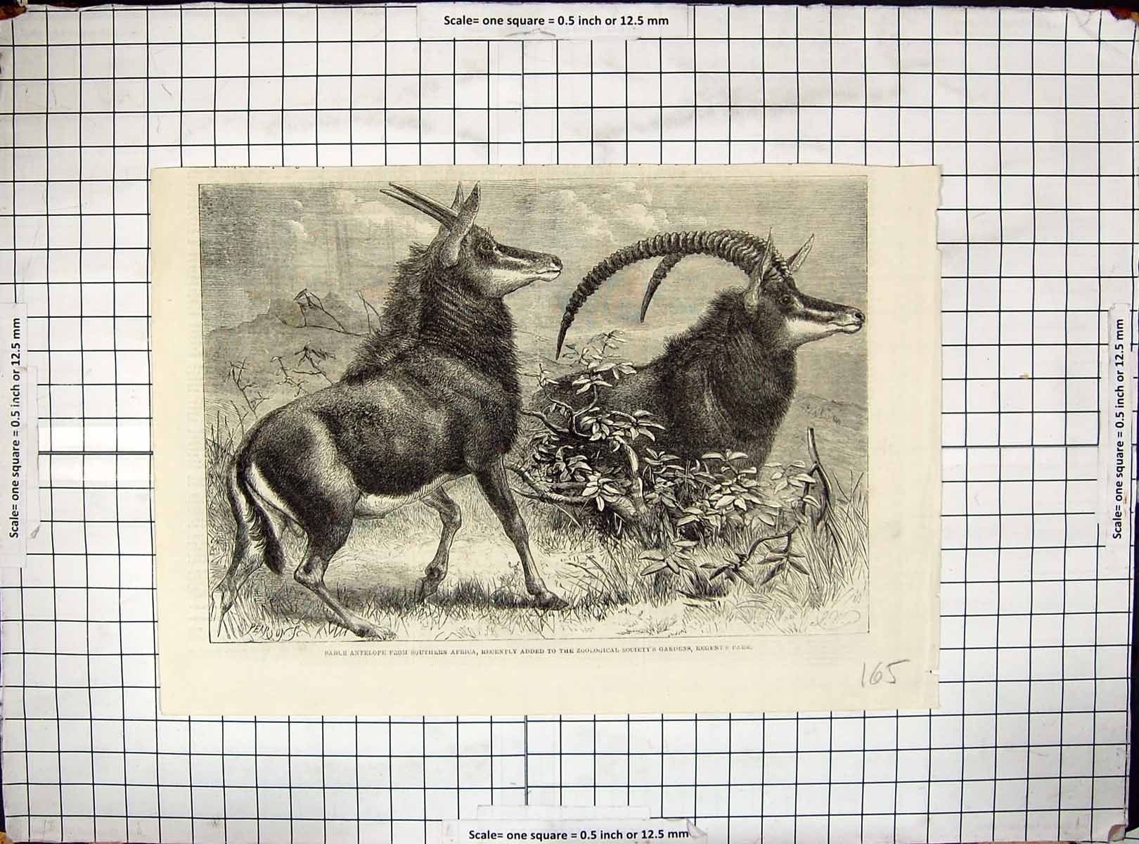 Old Antique Print Sable Antelope Africa Zoological Society Gardens London