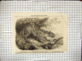 Antique Print 1860 African Leopard Zoological Society Regent'S Park London 19th