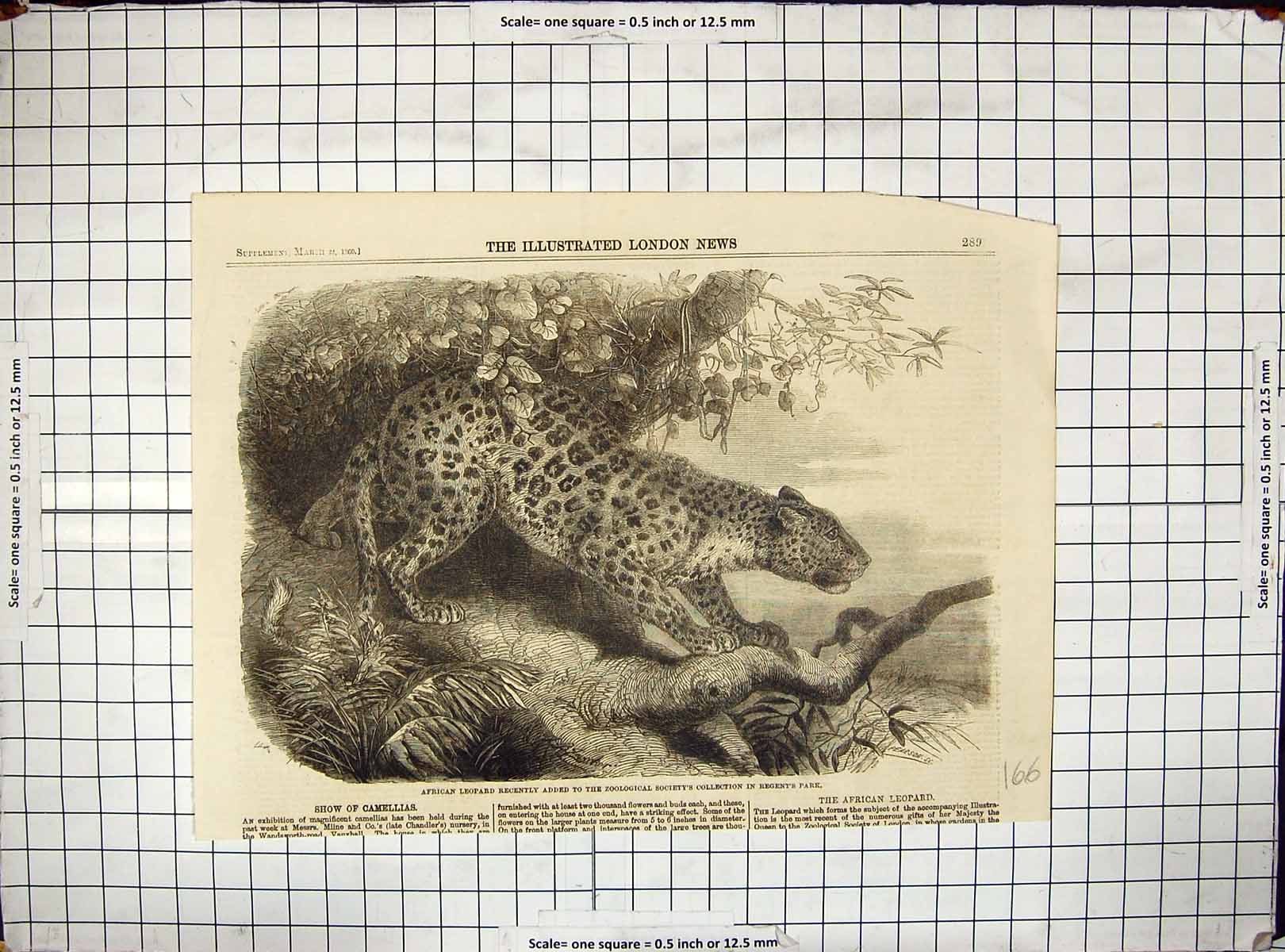 Antique Print 1860 African Leopard Zoological Society Regent'S Park London 19th