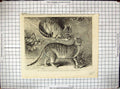 Original Old Antique Print Syrian Cats Zoological Society Regent'S Park London