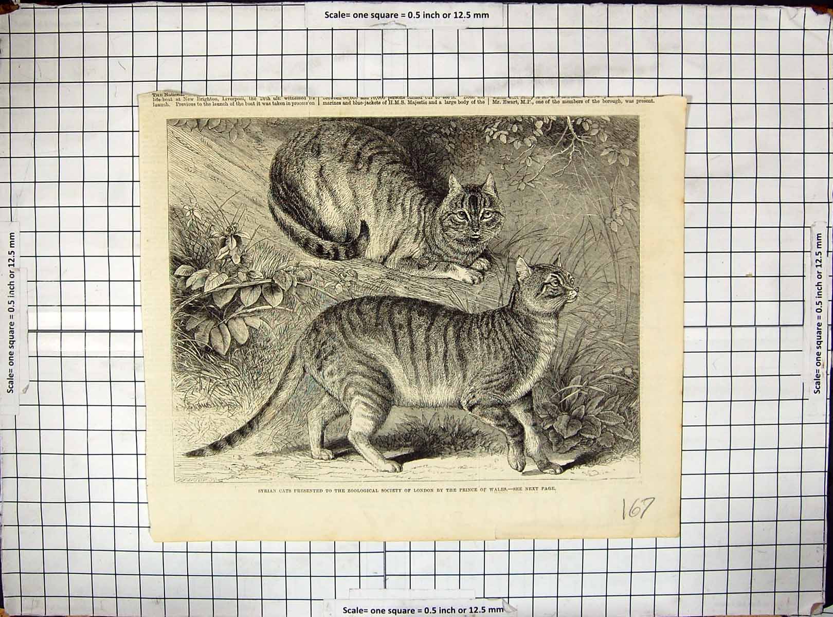 Original Old Antique Print Syrian Cats Zoological Society Regent'S Park London