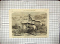 Antique Old Print 1861 Hartebeeste Antelopes Zoological Regent'S Park London