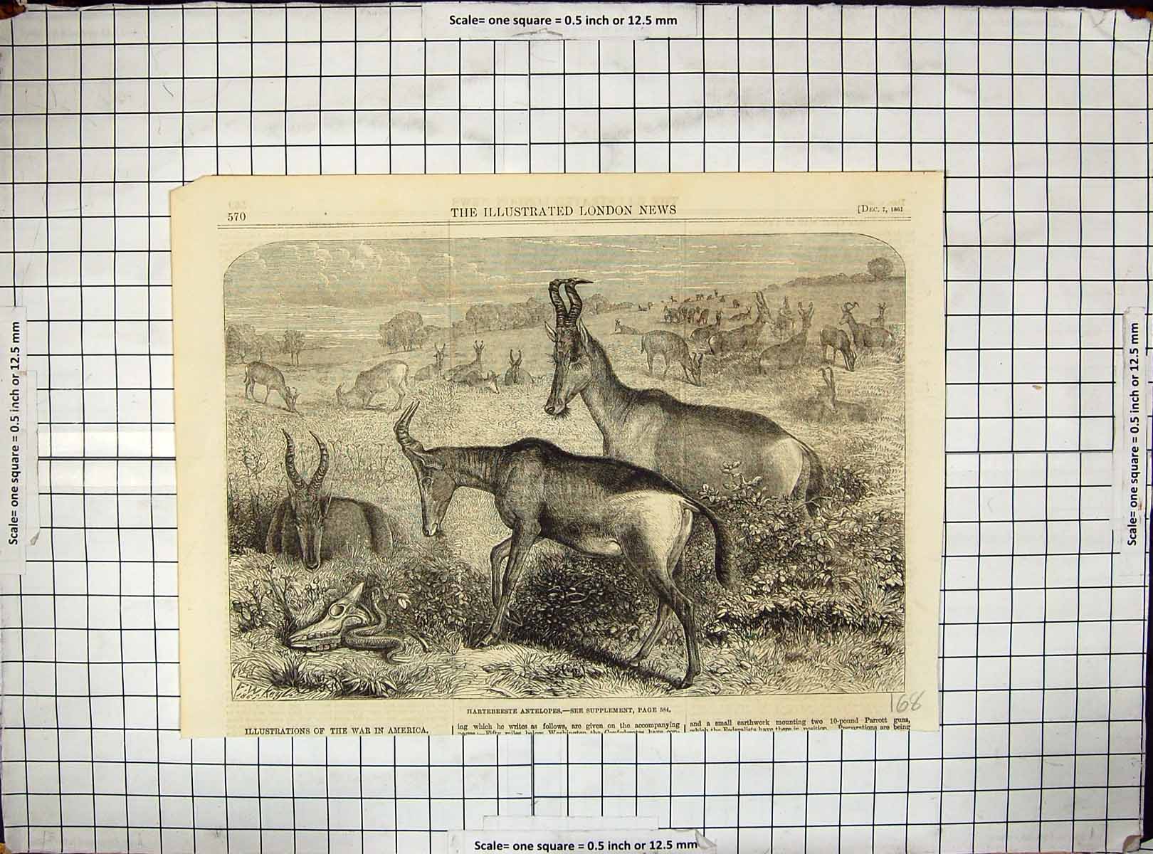 Antique Old Print 1861 Hartebeeste Antelopes Zoological Regent'S Park London