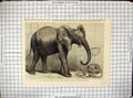 Antique Old Print African Elephant Zoological Society Regent'S Park London