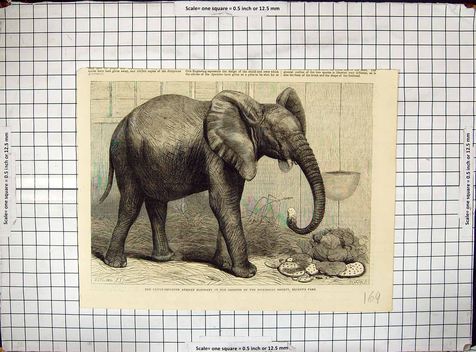 Antique Old Print African Elephant Zoological Society Regent'S Park London