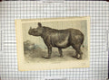 Old Antique Print Two-Horned Rhinoceros Zoological Regent'S Park London