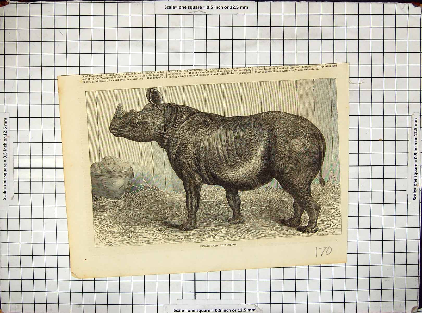 Old Antique Print Two-Horned Rhinoceros Zoological Regent'S Park London