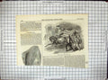 Antique Old Print 1853 Mdlle. Ella Drury Lane Theatre American Equestrians 19th