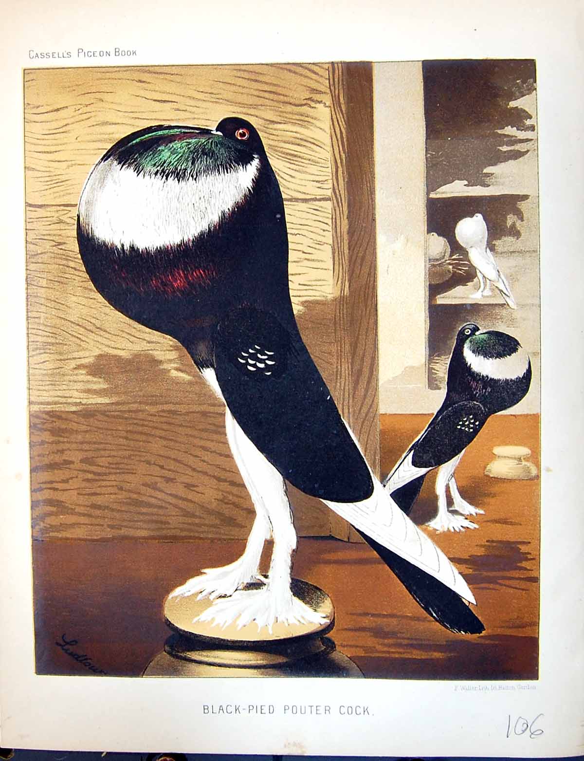Old Print Birds Fulton Wright C1880 Cassell Black-Pied Pouter Cock Pigeon 19th
