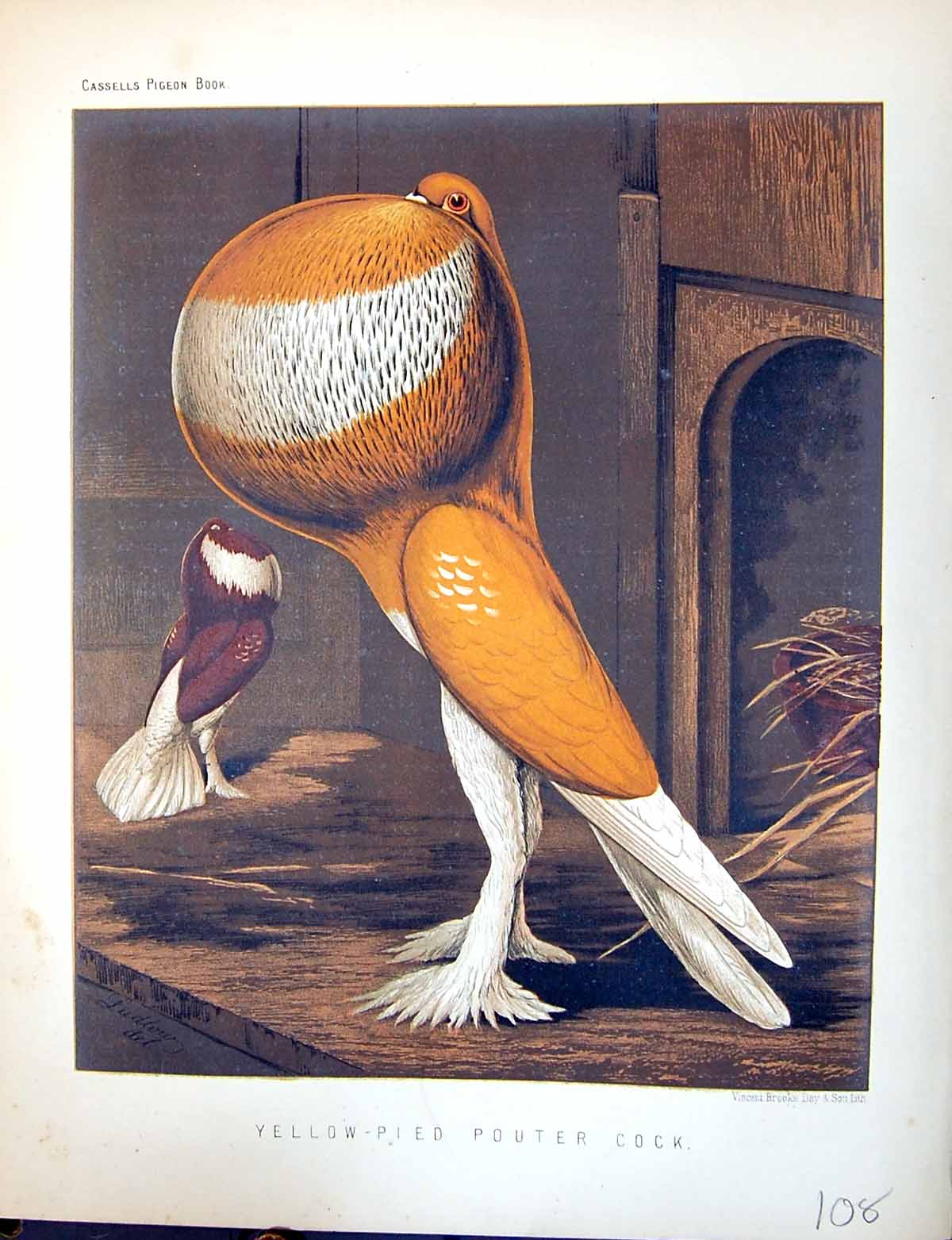 Old Birds Fulton Wright C1880 Cassell Yellow-Pied Pouter Cock Pigeon Victorian