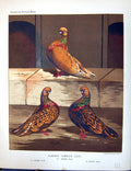 Antique Print Birds Fulton Wright C1880 Cassell Almond Tumbler Cock Pigeon 19th