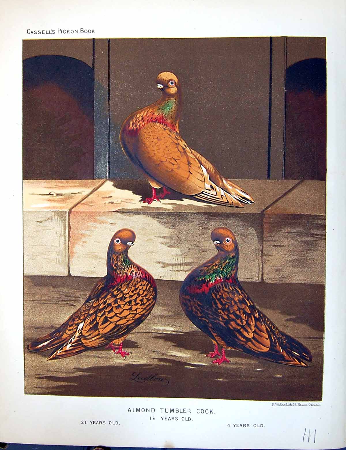 Antique Print Birds Fulton Wright C1880 Cassell Almond Tumbler Cock Pigeon 19th