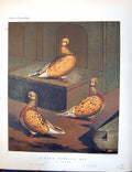 Antique Old Print Birds Fulton Wright C1880 Pigeon Almond Tumbler Hen Cassell