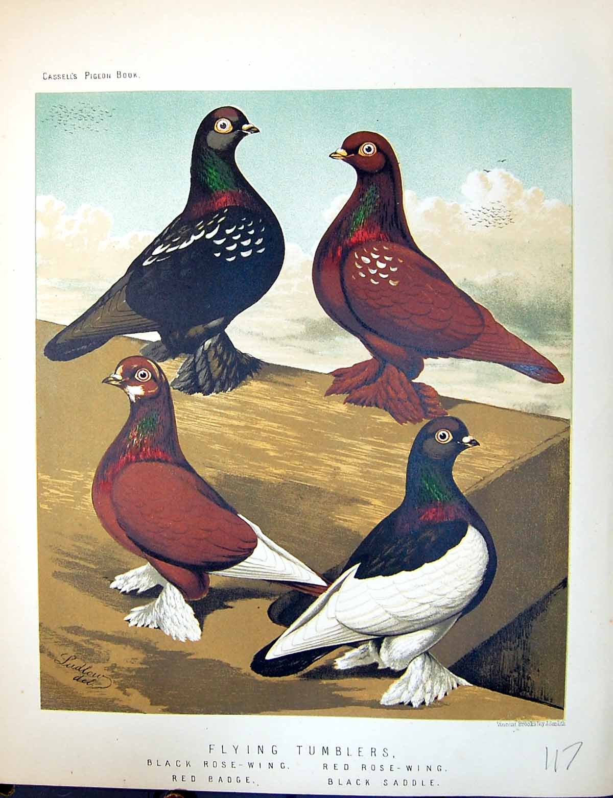 Old Flying Tumblers Black Saddle Red Badge Birds Fulton Wright C1880 Victorian